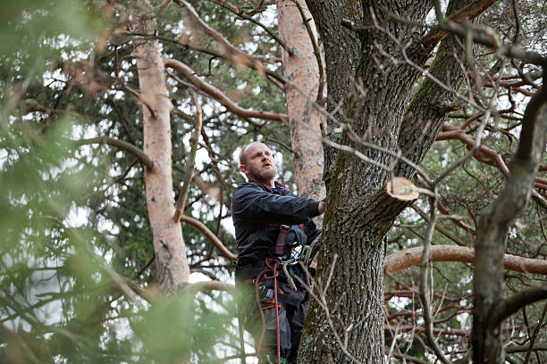 How Our Tree Care Process Works  in  Stone Park, IL